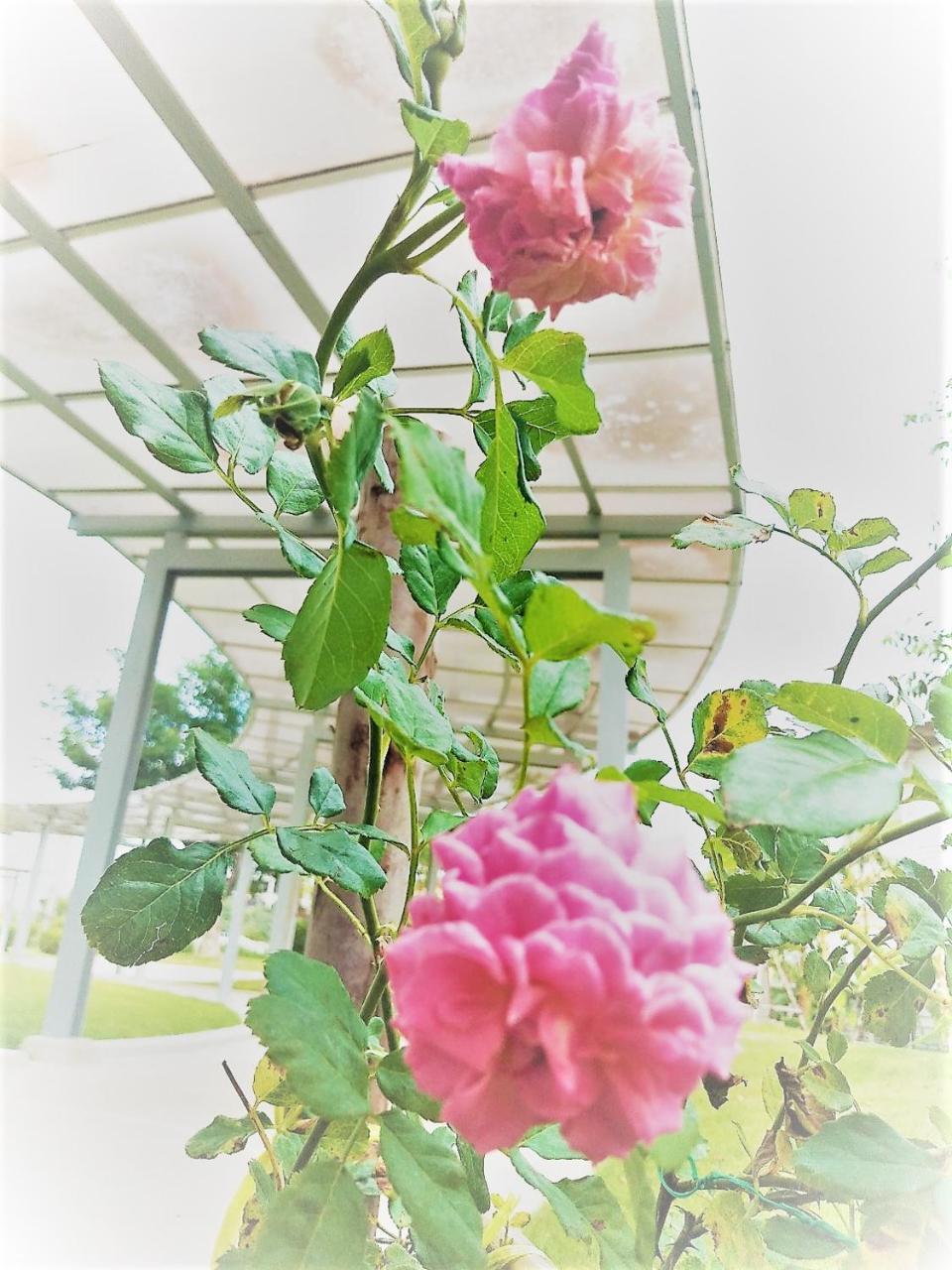 The White Garden Premier Saraburi Hotell Ban Dao Ruang  Exteriör bild
